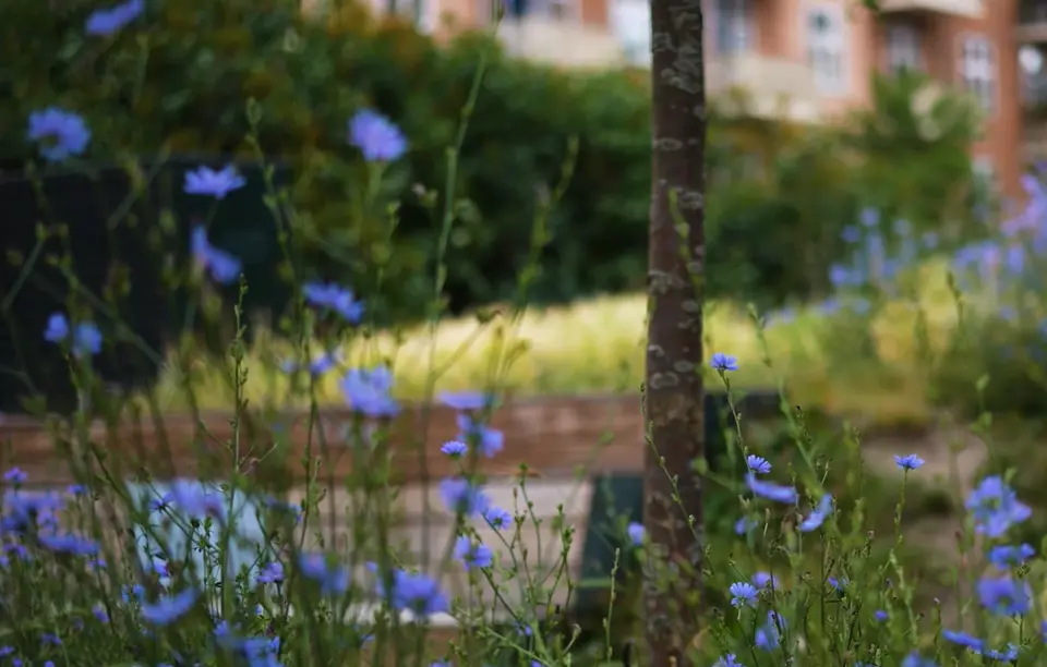 Biodiversitet Blomster Presse