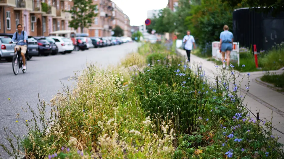 Byggeri Og Biodiversitiet