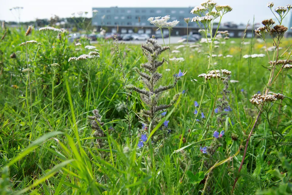 Græs Og Blomster På En Solrig Dag